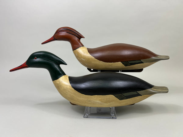 Pair of Swimming Common Mergansers (#5300)