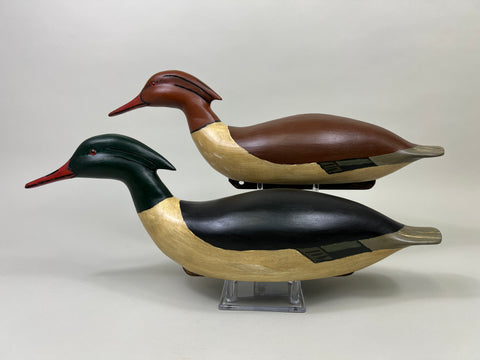 Pair of Swimming Common Mergansers (#5300)