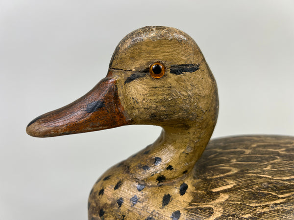 Otto Garren Mallard Hen (#8736)