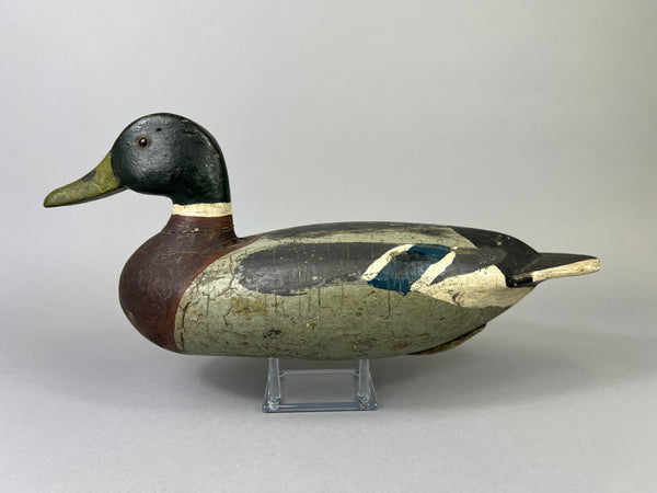 Leonard Doren Mallard Drake (#3644)