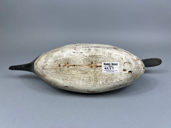 California Pintail (#4937)