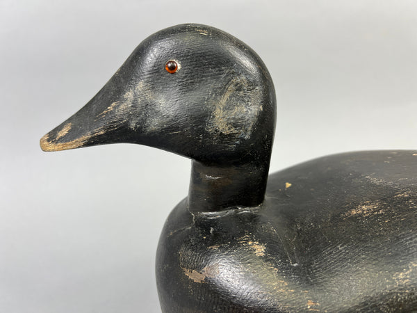 Maine White Winged Scoter (#2235)