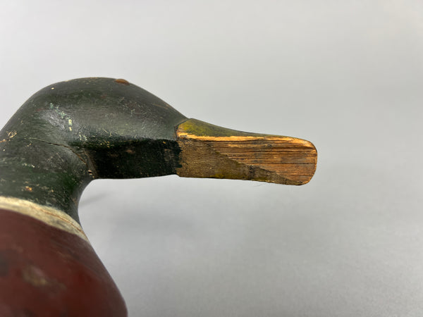 Unknown Early Illinois River Mallard Drake, Circa 1920’s (#181)