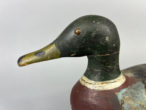 Unknown Early Illinois River Mallard Drake, Circa 1920’s (#181)