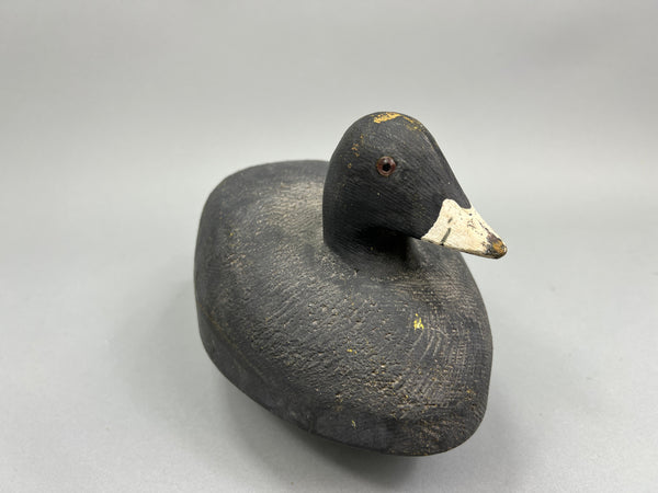 Herters Santa Marta Coot  (#1376)