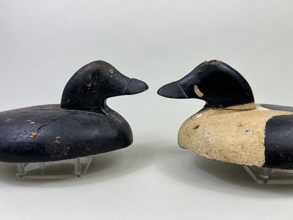 Unknown Maine Pair of Golden Eyes, Inletted Heads (#4745)