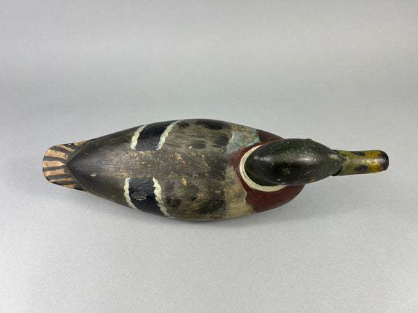 Unknown Early Illinois River Mallard Drake, Circa 1920’s (#181)