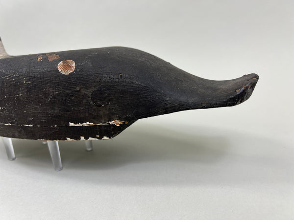 Cape Vincent Golden Eye Drake, Circa 1900 (#5251)