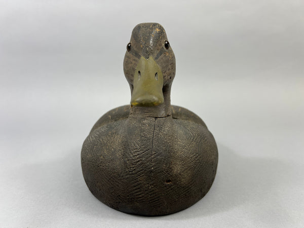 Michigan Black Duck Schmidt influence (#4771)