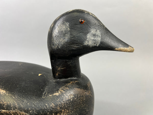 Maine White Winged Scoter (#2235)