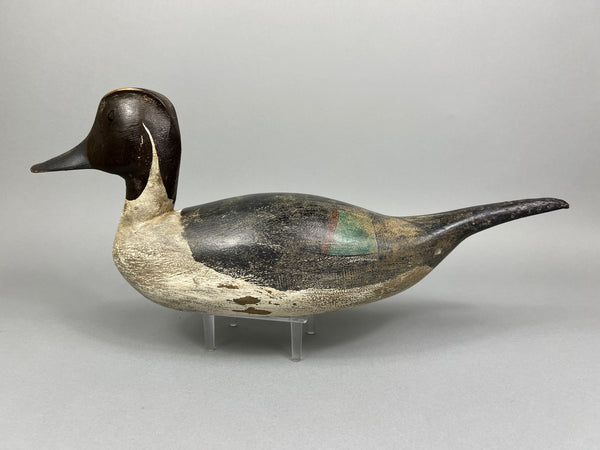 California Pintail (#4937)
