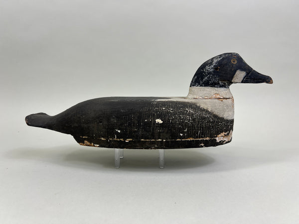 Cape Vincent Golden Eye Drake, Circa 1900 (#5251)