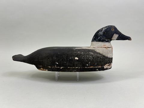 Cape Vincent Golden Eye Drake, Circa 1900 (#5251)