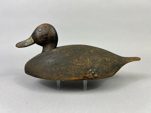 Unknown Canadian Blue Bill Drake (#5226)