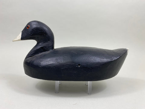 Unknown Coot (#2641)