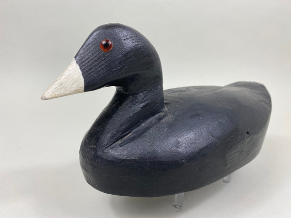 Unknown Coot (#2641)