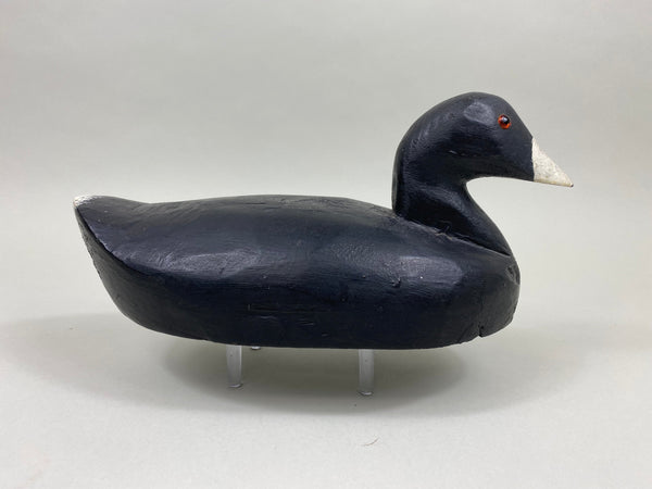 Unknown Coot (#2641)