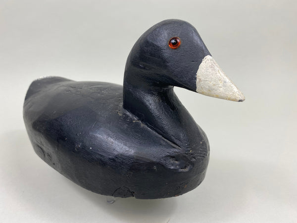 Unknown Coot (#2641)