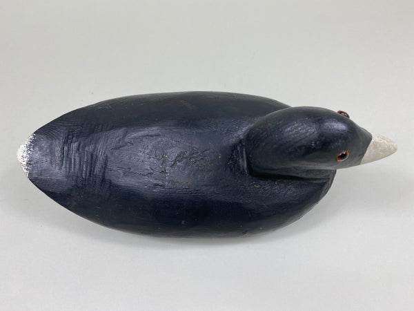 Unknown Coot (#2641)