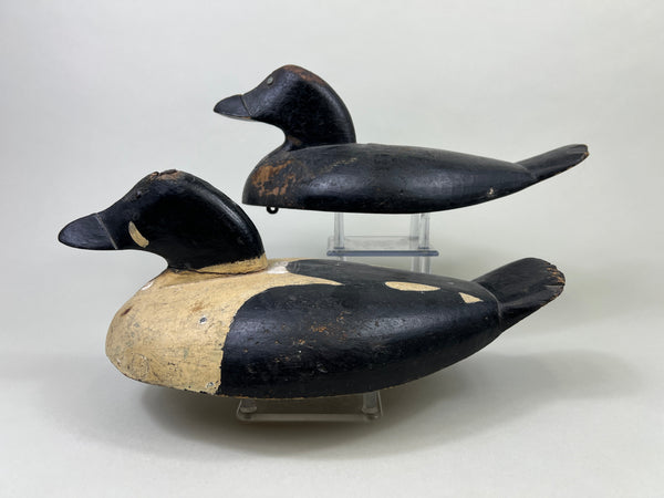 Unknown Maine Pair of Golden Eyes, Inletted Heads (#4745)