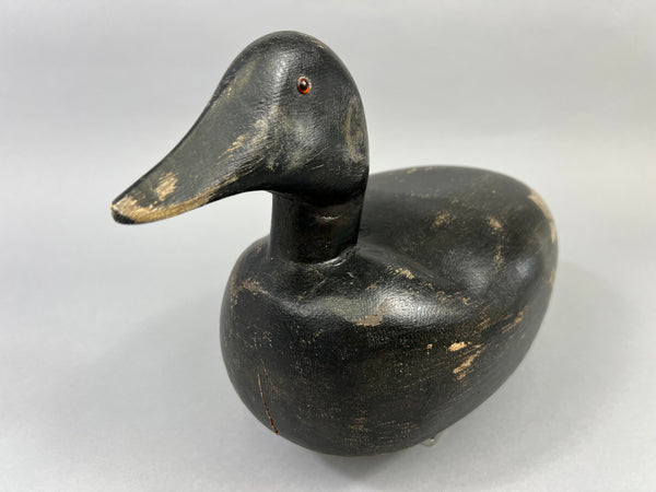 Maine White Winged Scoter (#2235)