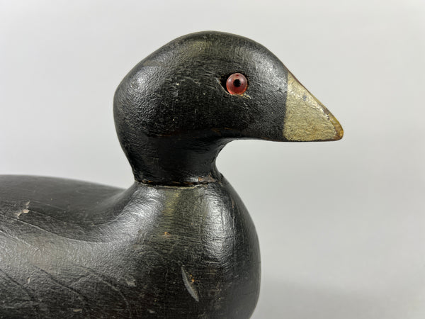 Pratt Factory Coot (#8028)