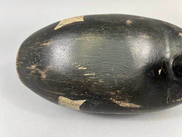 Maine White Winged Scoter (#2235)