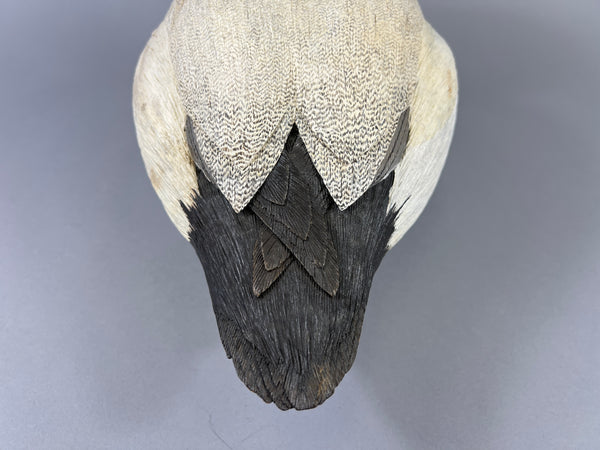 Donna Tonelli Hand Carved Canvasback Drake (#9275)