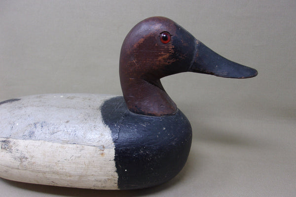 Illinois River Canvasback Drake, Circa 1910's (#4086)