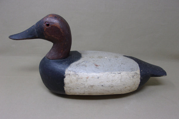 Illinois River Canvasback Drake, Circa 1910's (#4086)