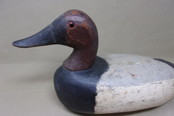 Illinois River Canvasback Drake, Circa 1910's (#4086)