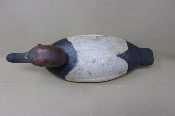 Illinois River Canvasback Drake, Circa 1910's (#4086)