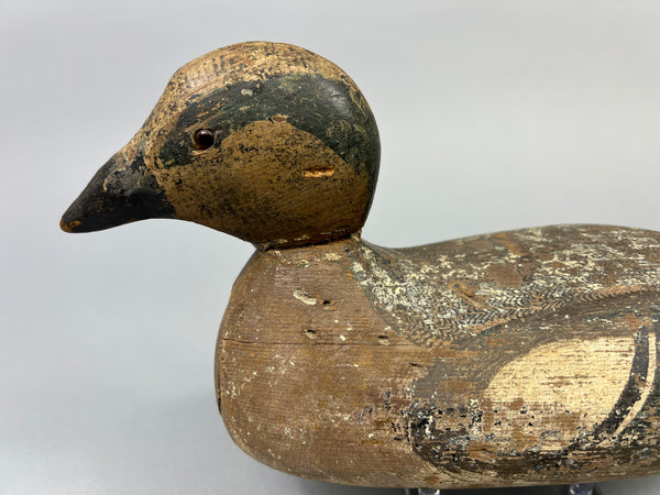 Tule Lake Attributed Wigeon Drake (4894)