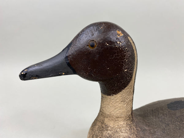 Unknown California Pintail, Circa 1940's (#4126)