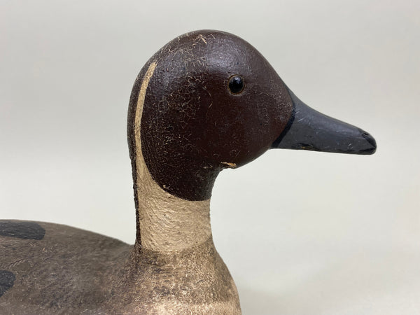 Unknown California Pintail, Circa 1940's (#4126)