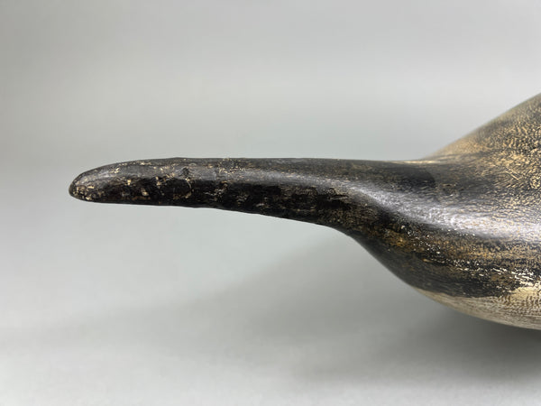 California Pintail (#4937)