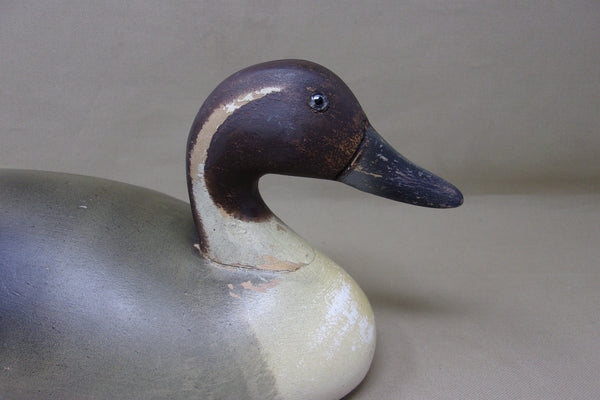 Wildfowler Pintail Drake, Old Saybrook, Rare Pine (#4248)