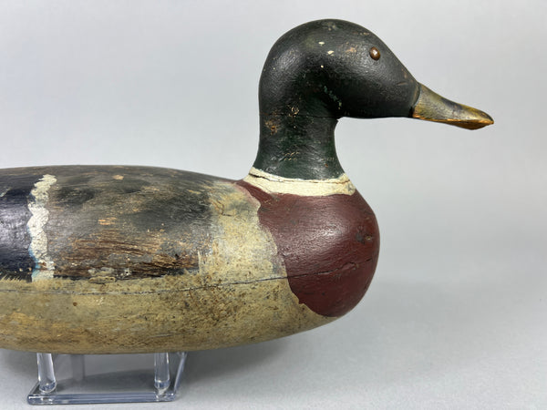 Unknown Early Illinois River Mallard Drake, Circa 1920’s (#181)