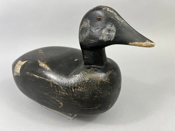 Maine White Winged Scoter (#2235)