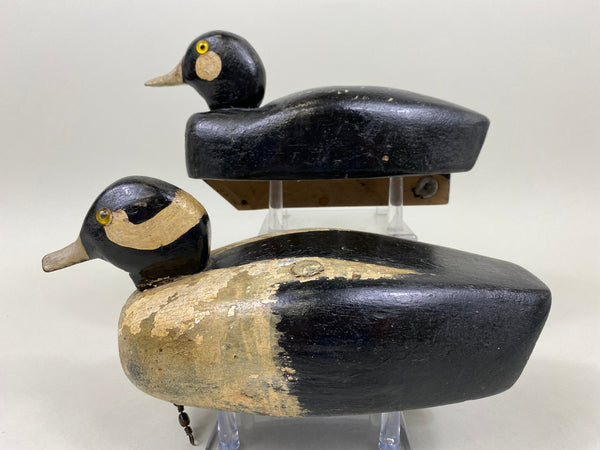 Unknown Working Pair of Buffleheads (#4927)
