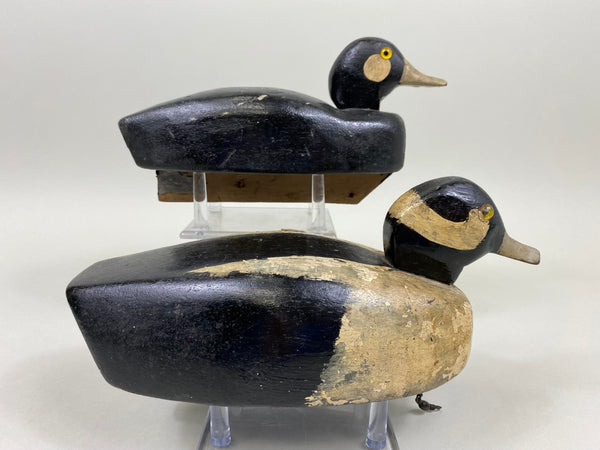 Unknown Working Pair of Buffleheads (#4927)