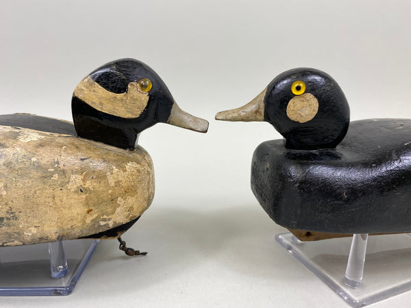 Unknown Working Pair of Buffleheads (#4927)