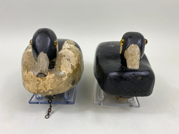 Unknown Working Pair of Buffleheads (#4927)