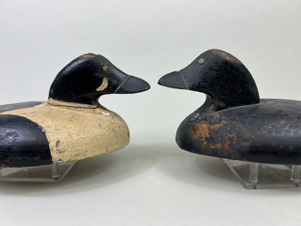 Unknown Maine Pair of Golden Eyes, Inletted Heads (#4745)