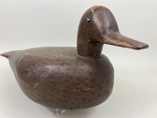 Illinois River Mallard Hen (#5236)