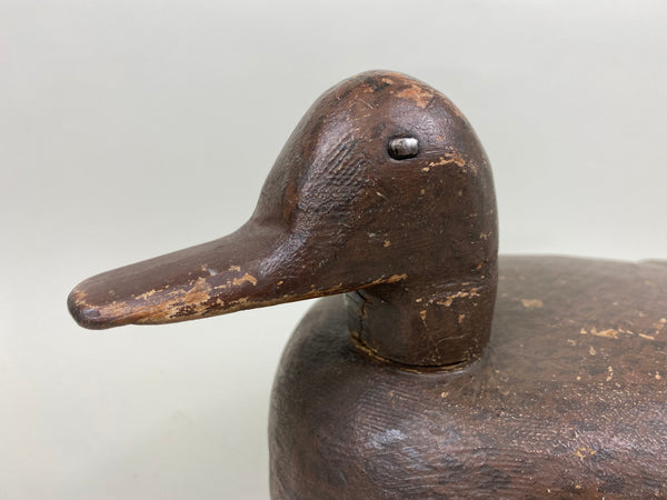 Illinois River Mallard Hen (#5236)