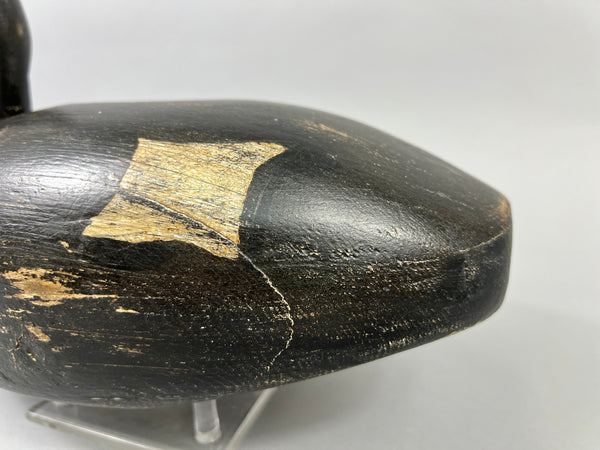 Maine White Winged Scoter (#2235)