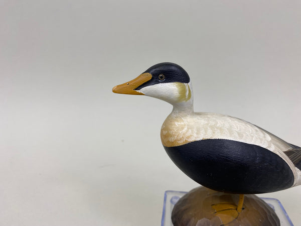 George Strunk Miniature Common Eider (#5254)