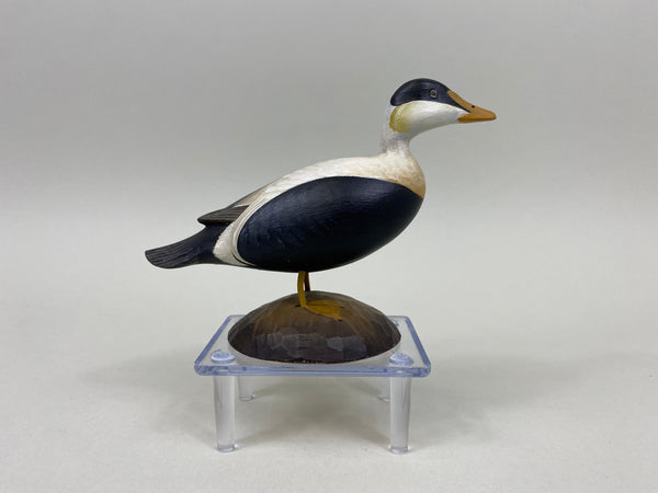 George Strunk Miniature Common Eider (#5254)