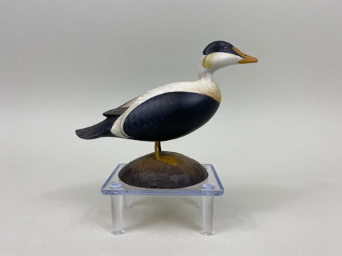 George Strunk Miniature Common Eider (#5254)